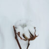 petit échantillon de notre tissus blanc 600 fils au puce avec une fleur de coton